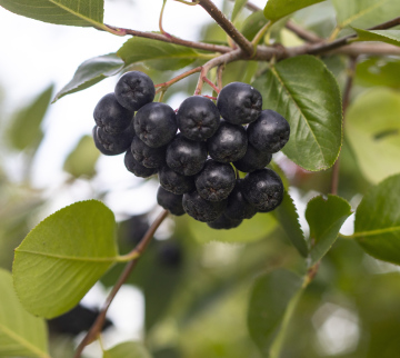 Aronia On The Bush