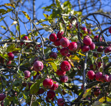 Red Heavenly Apples on the tree