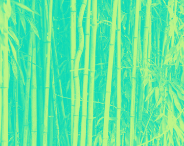 Bamboo. Background, texture.