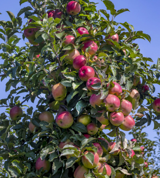 Abundant apple crops in orchards