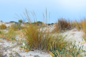 Wild grasses in the sand dunes