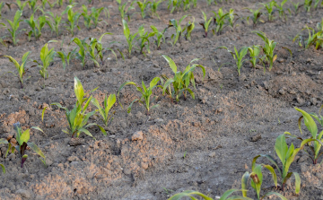 Maize cultivation