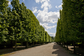 Sharders Trees In Schonbrunn