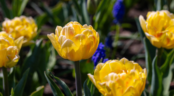 Yellow Tulips, stock photo, high resolution