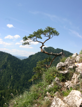 Pine on Sokolica