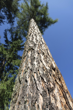 A tall coniferous trunk