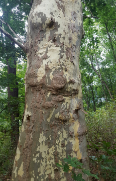 Platanus bark