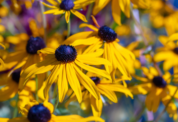 Yellow Rudbeckia