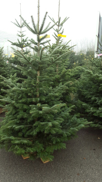 Christmas trees sale