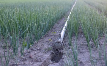 Growing onions and irrigation pipes