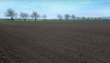 Harvested Spring Field