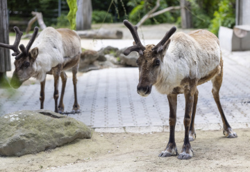 Young Reindeer in the Zoo