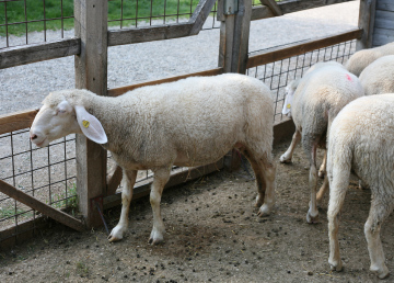 Sheep farm