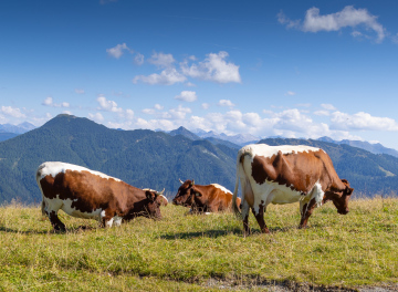 Cows on the Mountain Pasture