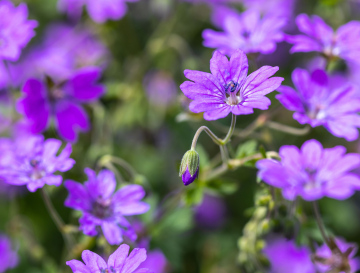 Violet Geranium