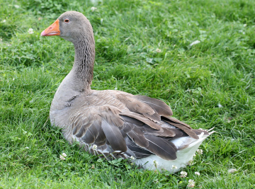 Goose On The Grass