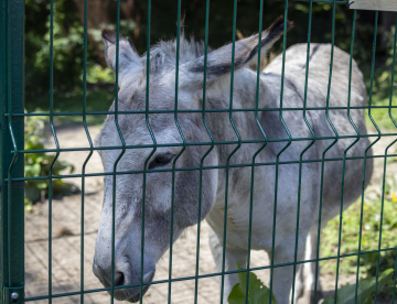Sad donkey behind the fence