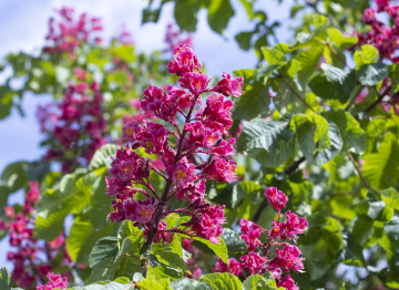 Red horse chestnut during flowering