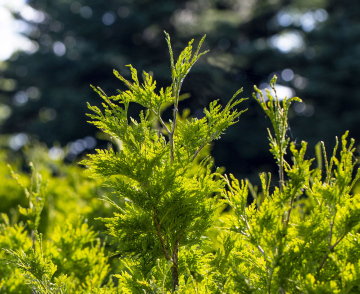 Coniferous shrubs - free picture