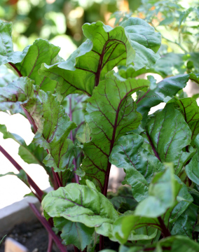 Beet leaves