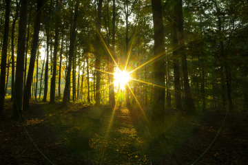 Sharp Sun in the Forest