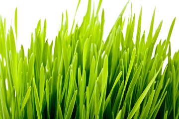 Spring grass