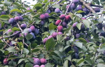 Plums In Orchard