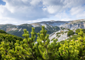 Mountain Pine in the Landscape, stock photo, high resolution