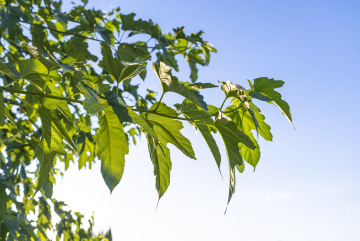 Deciduous shrub in the sun