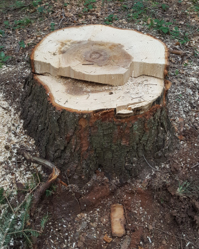 Cut Tree