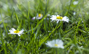 White Daisies in the Grass