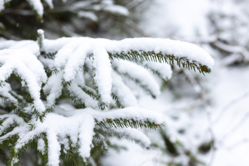 Snow has branches of spruce