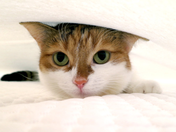 Cat in Hiding