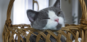 Sleeping Cat in the Basket