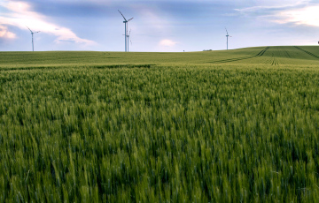 Wind Turbines In A Field With Grain