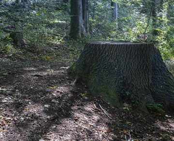 A thick trunk in the forest, a place where a tree fell out