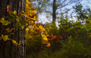 Autumn chestnut leaves