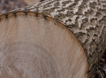 A cut tree trunk
