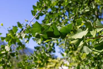 Ginkgo, leaves on the tree stock photo