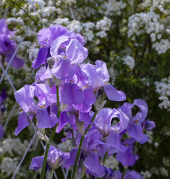 Purple Iris in the Garden