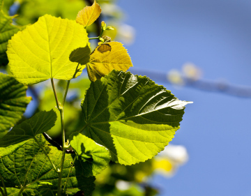 Leaves Of Linden On A Background Of A Blue Sky