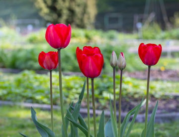 Red Tulips in the Garden