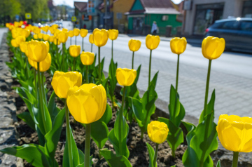 Yellow tulips by the road in the city.