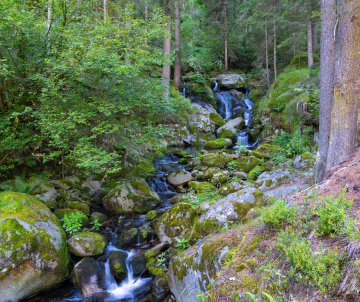 Mountain Stream in the Forest
