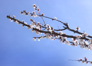 Blossoming branch of a fruit tree.