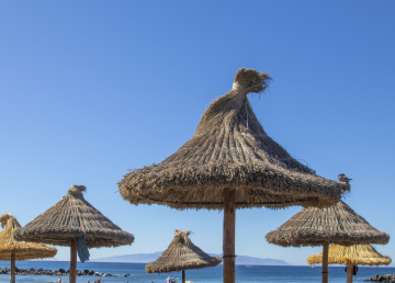 Reed Umbrellas on the Beach of Tenerife