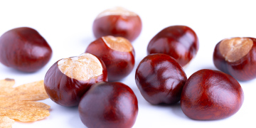 Chestnut fruit