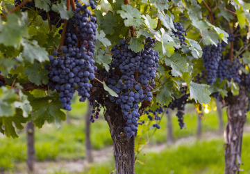 Vineyard with dark grape varieties