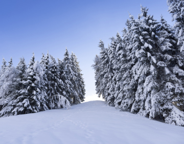 Spruce trees in the forest covered with snow