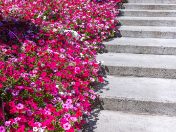 Multicolored bedding flowers by the stairs